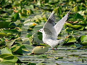 Black headed gull on a field of pond lilies in Danube Delta, Romania