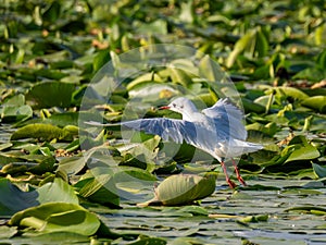 Black headed gull on a field of pond lilies in Danube Delta, Romania