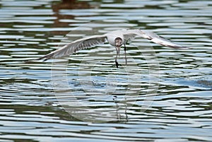 Black-headed gull flies