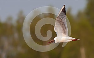 Black-headed gull flies in air