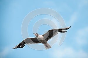 black-headed gull flies with its wings spread wide against blue sky