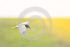 black-headed gull flies over pond green toward the sun