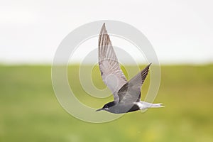 Black-headed gull flies over pond green toward the sun