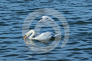 Black-headed gull flies towards a swan to steal its food.