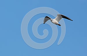 Black-headed Gull in flight