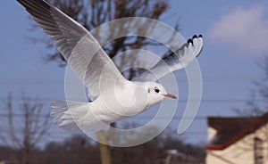 Black-headed gull in flight in cold winter in city