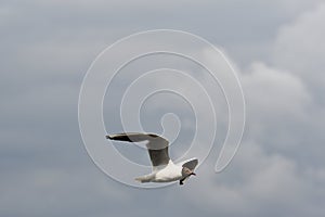 Black headed gull in flight