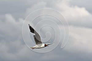 Black headed gull in flight