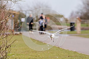 Black Headed Gull in flight at a local park, Spring, UK