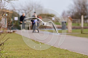 Black Headed Gull in flight in a public park, Spring, UK