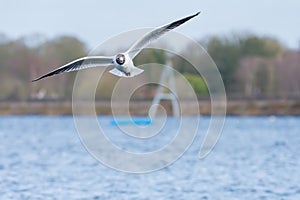 Black Headed Gull in flight, Spring, UK