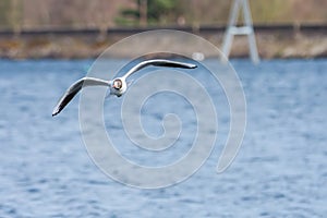 Black Headed Gull in flight, Spring, UK