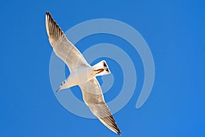 Black-headed gull flying