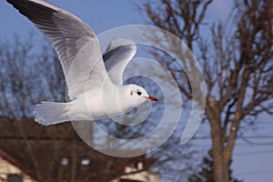 Black-headed gull flying in cold winter in city