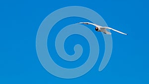 Black-headed gull flying in an intense blue sky