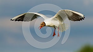 Black-headed gull flying in midair in summertime.