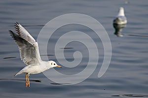 A black headed gull flying over a river