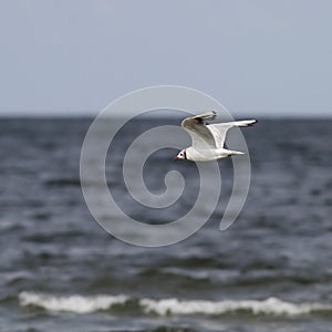 Black headed gull flying over sea