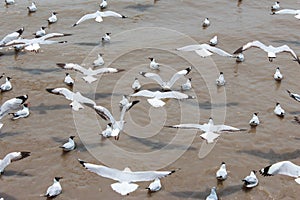A Black headed Gull flying