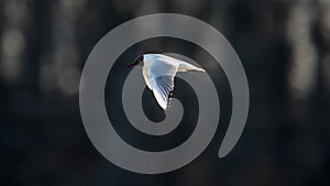 Black-headed Gull flying in the sun