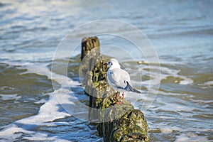 Black-headed gull on groyne