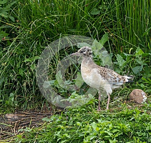 Black-headed Gull in Halland Sweden