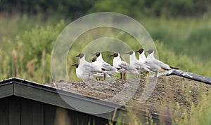 Black-headed Gull in Halland Sweden