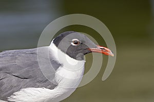 Black-headed gull in Hondo, Texas