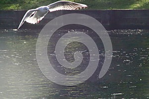 A black headed gull hovering over a lake