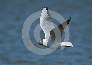 Black-headed Gull, Kokmeeuw, Larus ridibundus photo