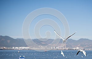 The Black Headed Gull in kunmingï¼ŒChina