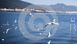 The Black Headed Gull in kunmingï¼ŒChina