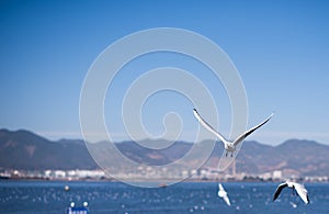 The Black Headed Gull in kunmingï¼ŒChina