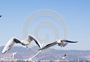 The Black Headed Gull in kunmingÃ¯Â¼Å’China