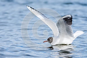 Black Headed Gull on a lake, Spring, UK