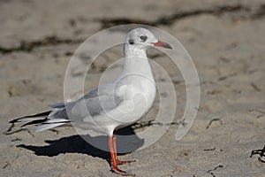 Black-headed Gull (Larus ridibundus)