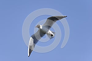 Black-headed gull, larus ridibundus photo