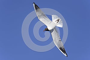 Black-headed gull, larus ridibundus photo