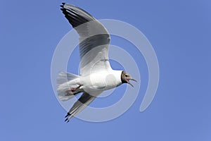 Black-headed gull, larus ridibundus