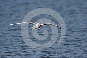 Black-headed Gull - Larus ridibundus