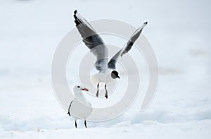 Black-headed Gull Larus ridibundus in flight.