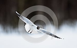 Black-headed Gull Larus ridibundus in flight.