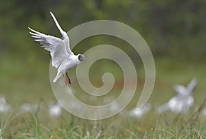 Black-headed Gull (Larus ridibundus) in flight