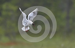 Black-headed Gull (Larus ridibundus) in flight