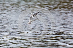 Black-headed gull Larus ridibundus in flight over water surfa