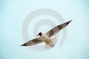 Black-headed Gull (Larus ridibundus) in flight on the sky