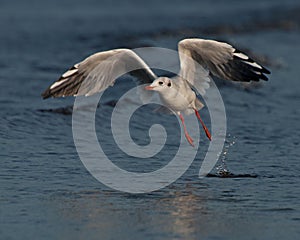 Black-headed Gull, Larus ridibundus flying