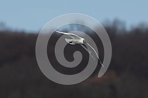 Black Headed Gull Larus ridibundus Flying. Gull in flight