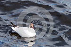 Black-headed Gull or Larus ridibundus on a river