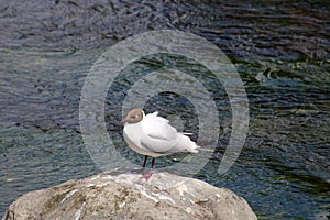 Black-headed gull, larus ridibundus, on rock